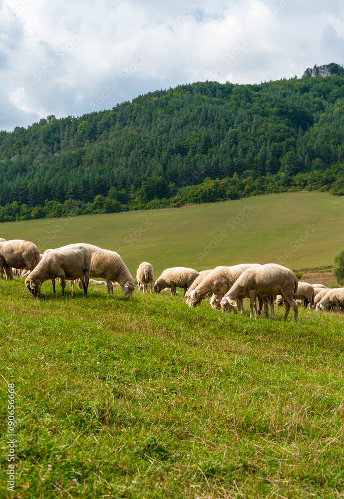 Grazing sheep near Sulovské sklaly - Súľov, Slovakia Grazing sheep near Sulovské sklaly - Súľov, Slovakia