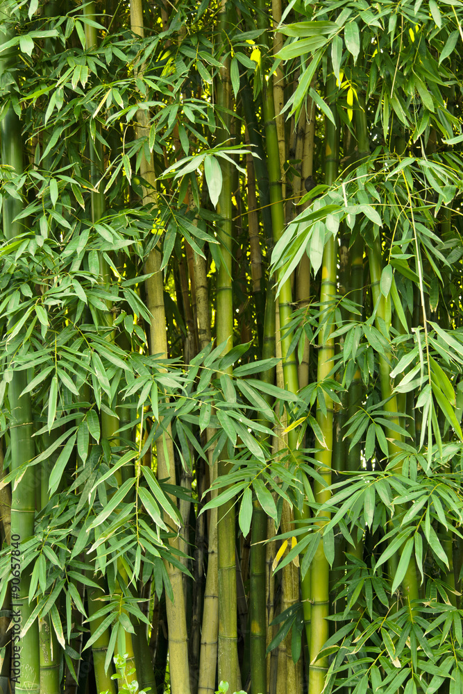 Fototapeta premium Green bamboo nature backgrounds