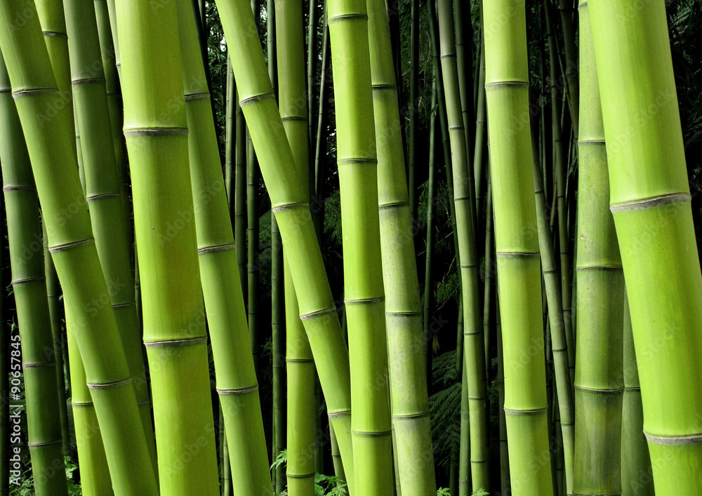 Fototapeta premium Green bamboo nature backgrounds