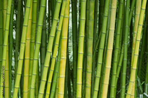 Fototapeta Naklejka Na Ścianę i Meble -  Green bamboo nature backgrounds