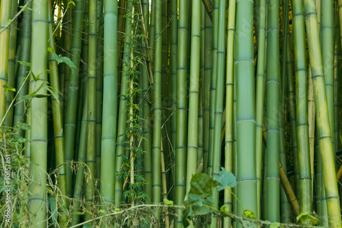 Fototapeta Naklejka Na Ścianę i Meble -  Green bamboo nature backgrounds