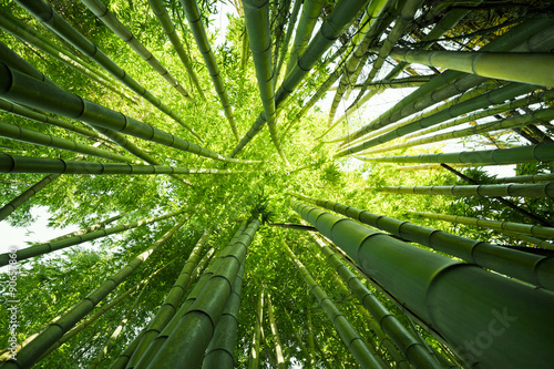 Green bamboo nature backgrounds Fototapeta