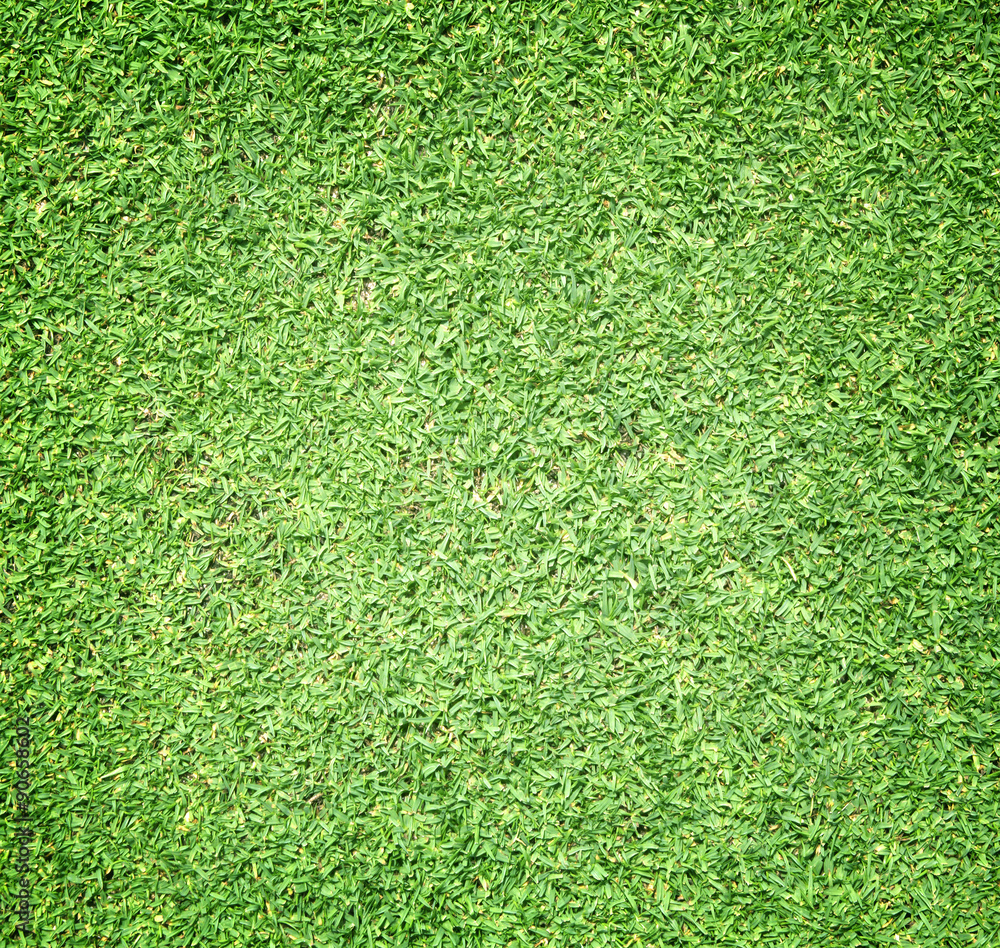 Obraz premium Beautiful green grass texture