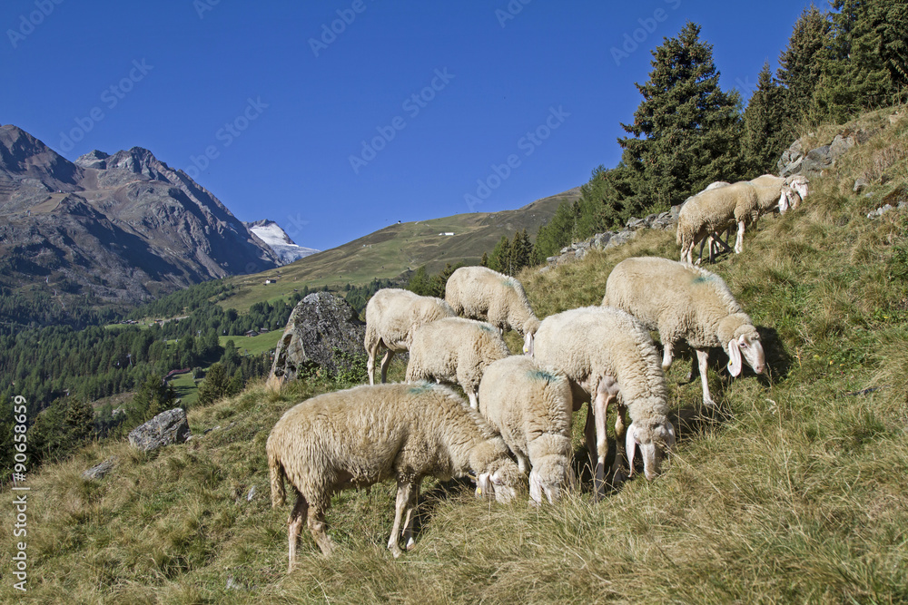 Schafe im Ötztal
