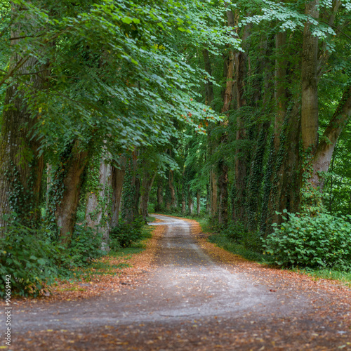 Green tunnel