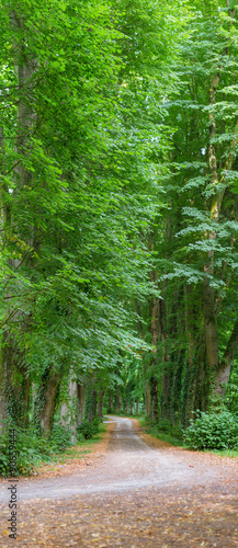 Green tunnel