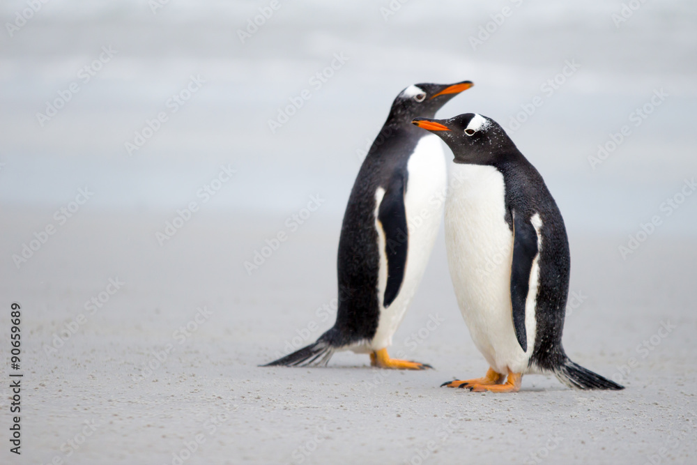 Naklejka premium Gentoo penguin pair on the beach