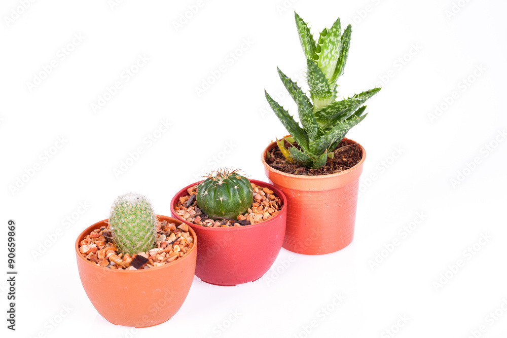 Fototapeta premium cactus