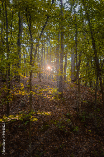 Morning sun in the autumn wood
