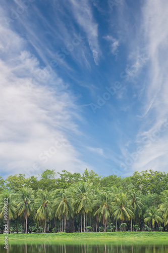 Coconut trees with sky background.