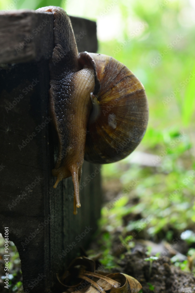 snail walks on wooden plates snail walks on wooden plates