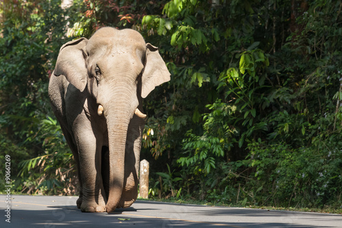 Elephant crossing the road in the woods