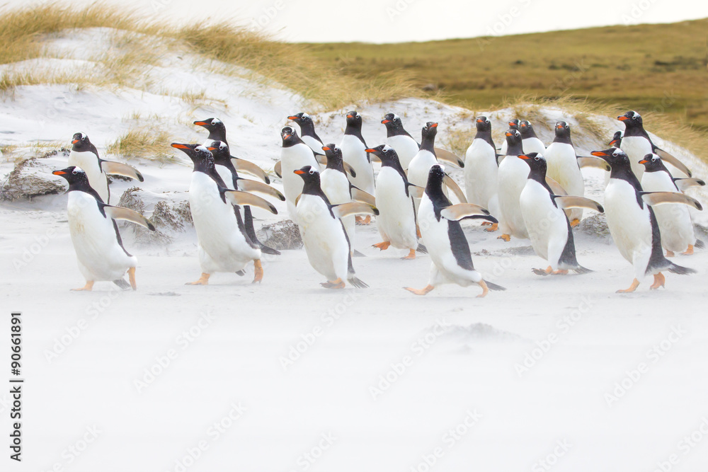 Obraz premium Gentoo penguin colony running along the beach