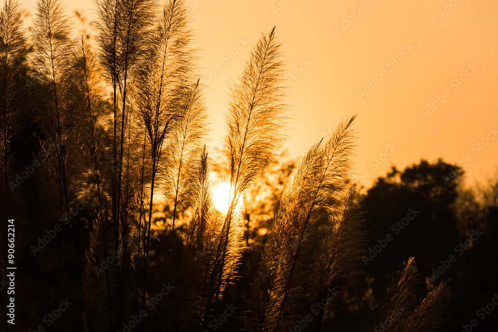 Sunset with grass in the foreground.