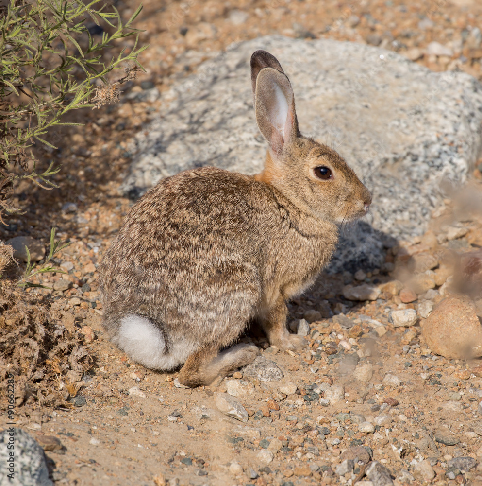 Alert Desert Cottontail Rabbit. Alviso Marina County Park, Santa Clara County, California, USA. Alert Desert Cottontail Rabbit. Alviso Marina County Park, Santa Clara County, California, USA.