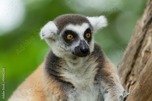 Ring-tailed lemur on a tree. © nattanan726