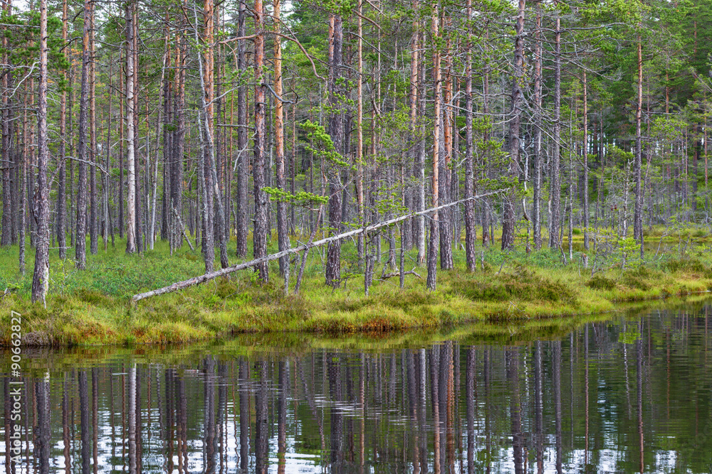 Pine trees on the bog at the lake Pine trees on the bog at the lake