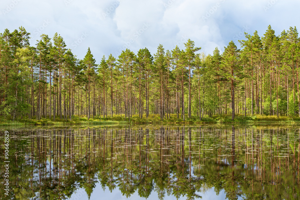 Pine tree forest at the lake