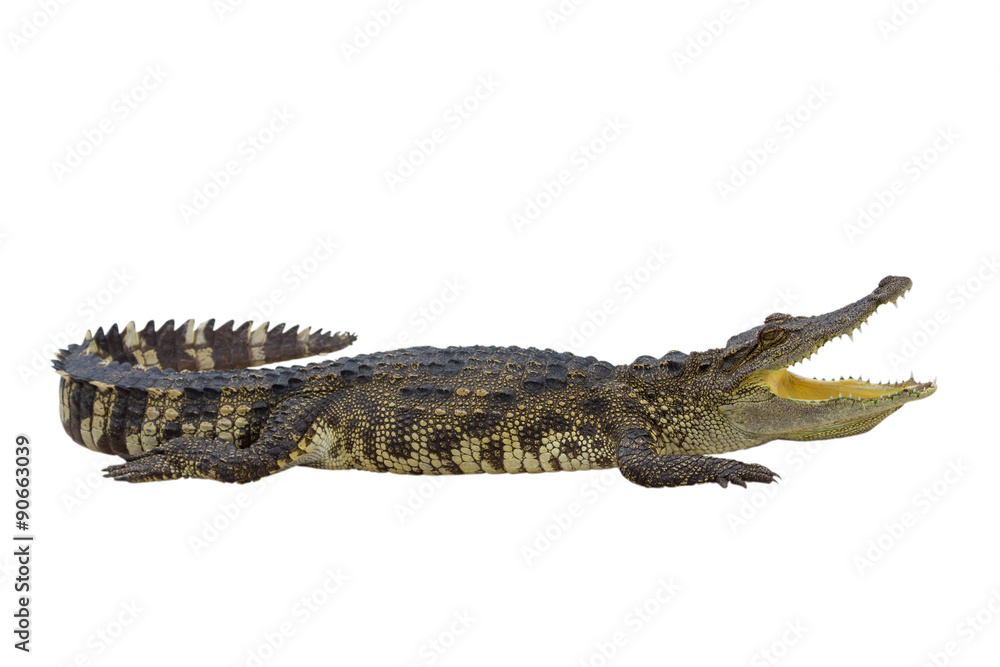 Fototapeta premium crocodile