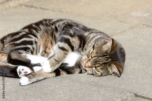 Tabby cat rolling over on pavement