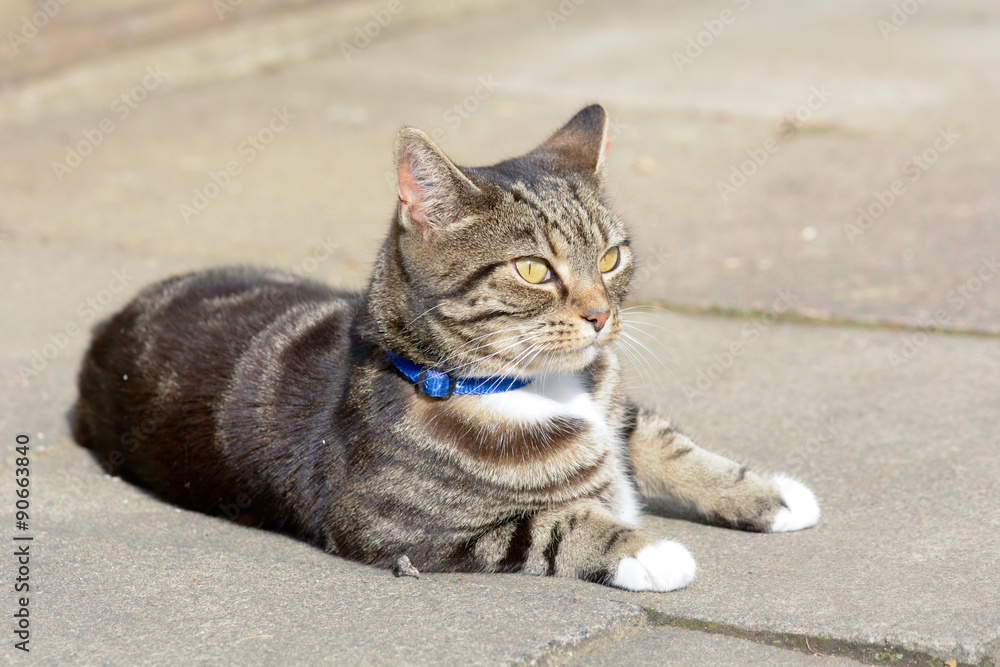 Tabby cat lying down on pavement watching the world go by