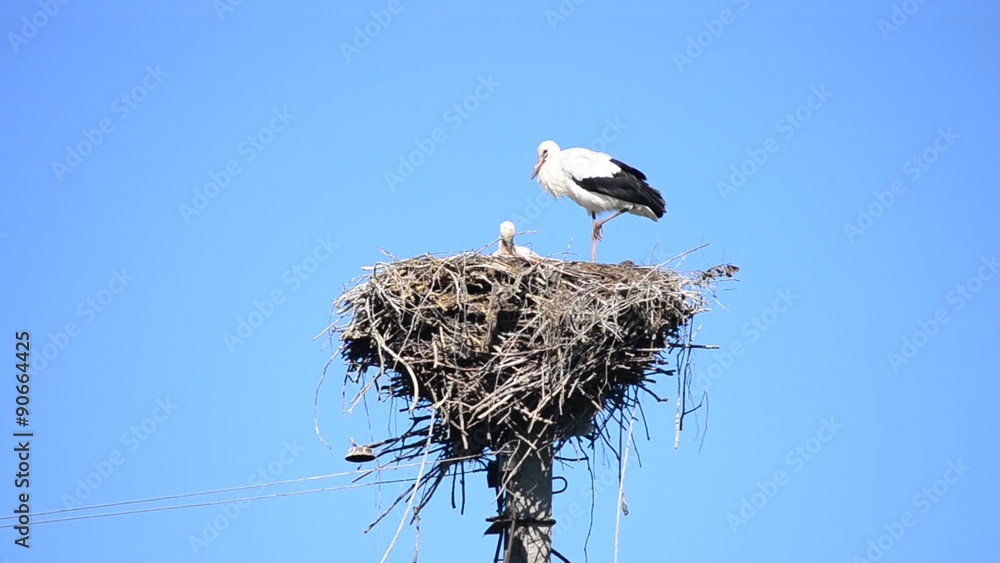 Stork stands patiently on one foot in its nest Stork stands patiently on one foot in its nest