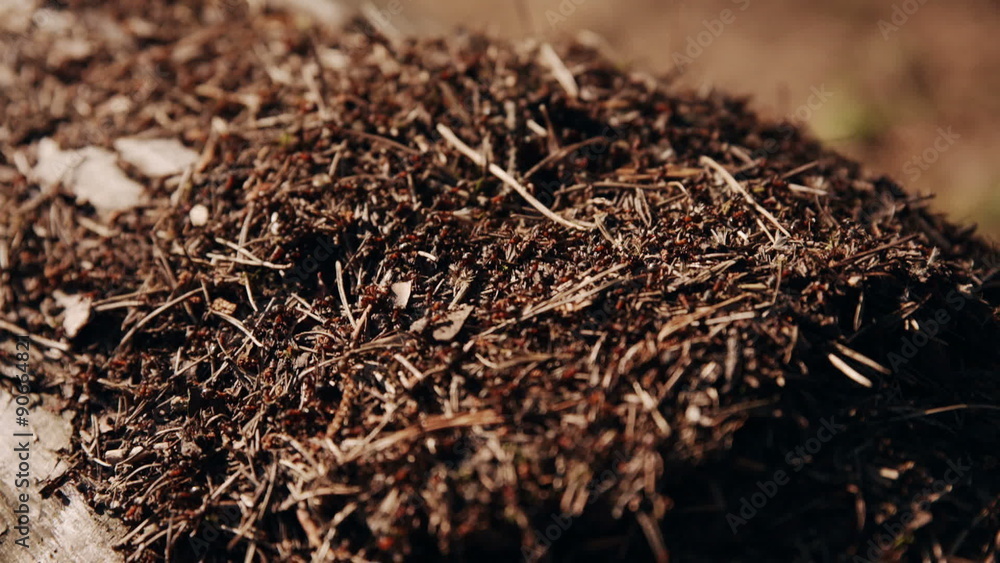 anthill in the forest anthill in the forest