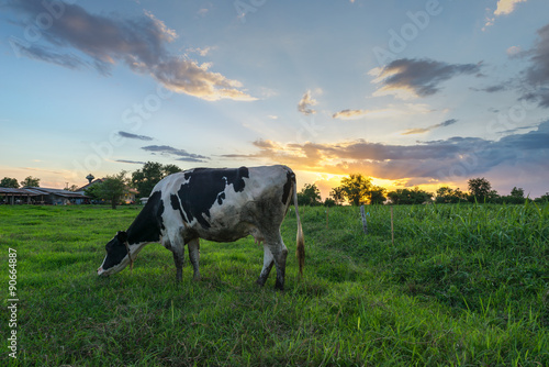 Cows in a green field © xreflex