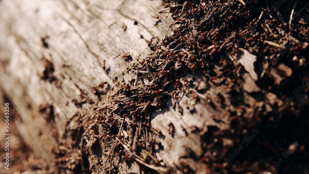anthill in the forest anthill in the forest
