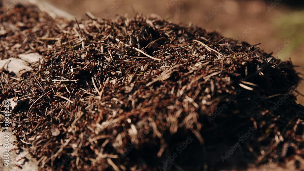 anthill in the forest anthill in the forest