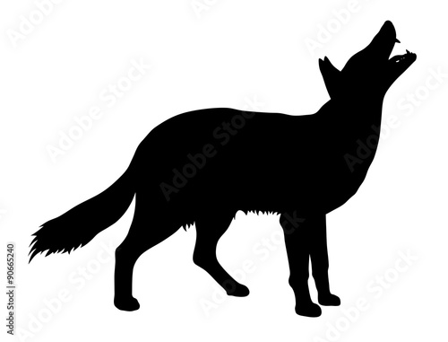 Fotobehang Coyote