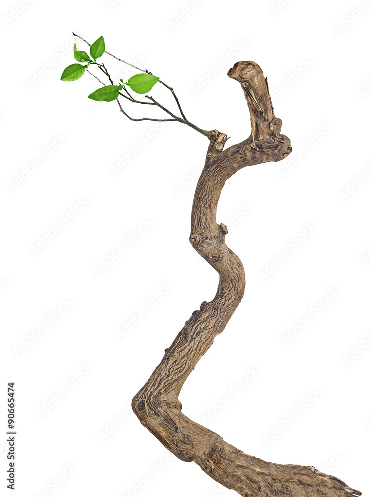 Naklejka premium dry branch