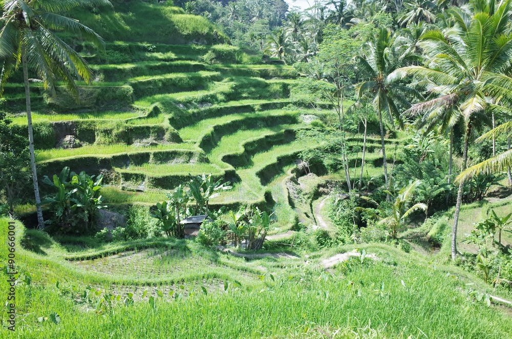 rice terrace in tegallalang bali