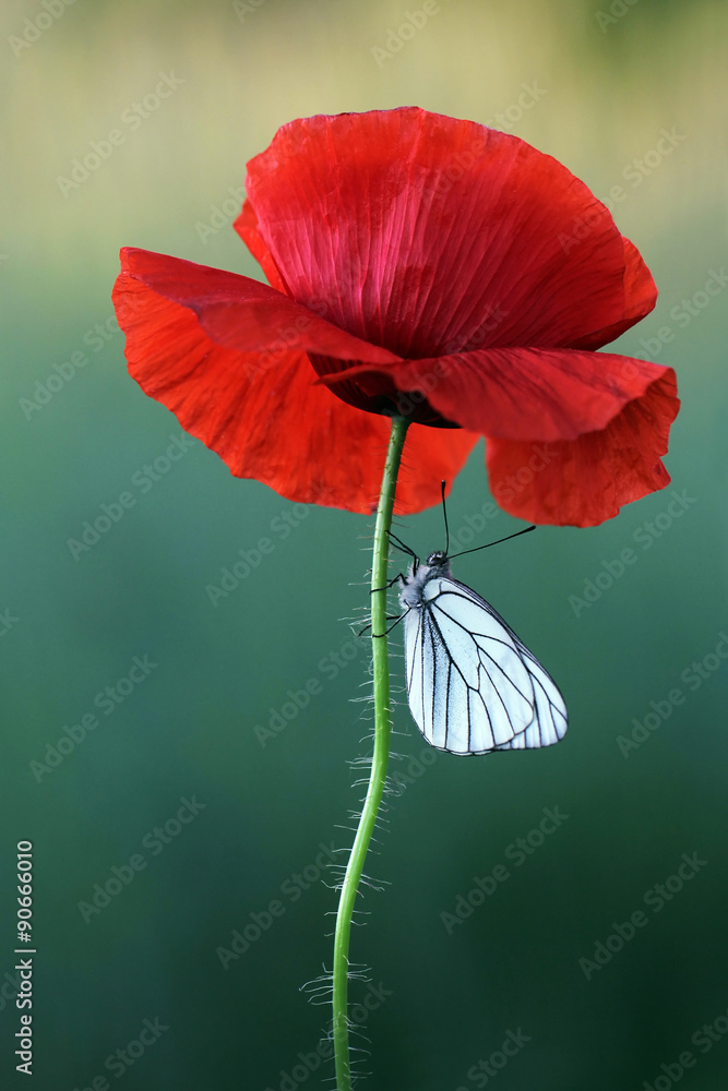 Fototapeta premium Poppy flower with white butterfly