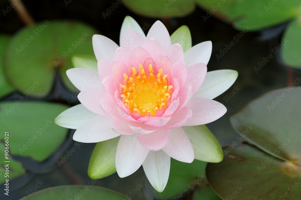 pink water lily with lotus leaf on pond pink water lily with lotus leaf on pond