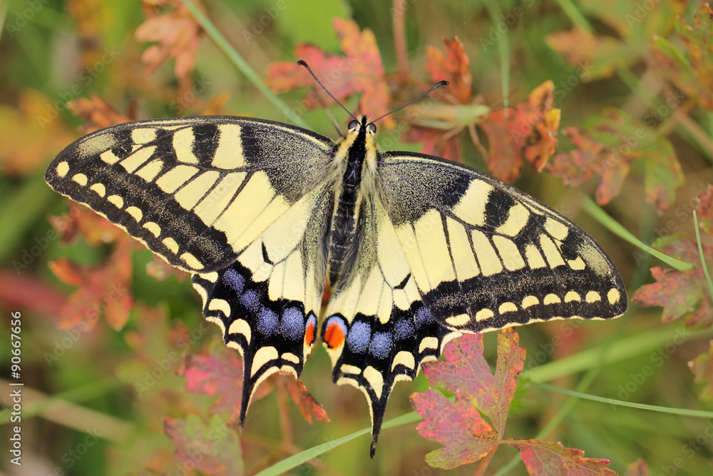 Fototapeta premium Swallowtail butterfly (Papilio machaon)