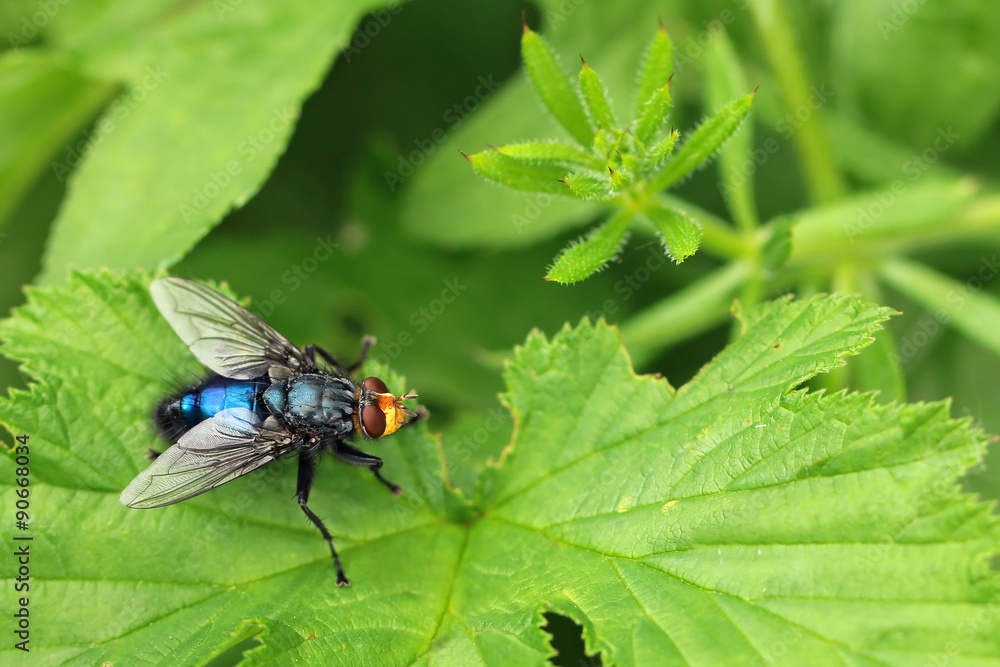blue bottle fly species calliphora vomitoria blue bottle fly species calliphora vomitoria