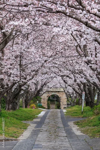 Obraz Sakura Arch @ Takeo City, Prefektura Saga