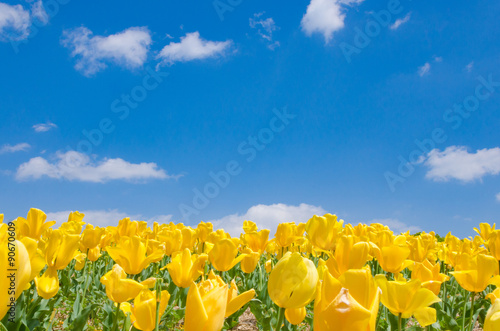 青空と黄色いチューリップ