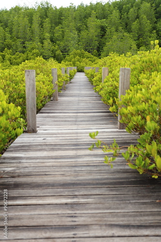 Walkway made from wood and mangrove field 