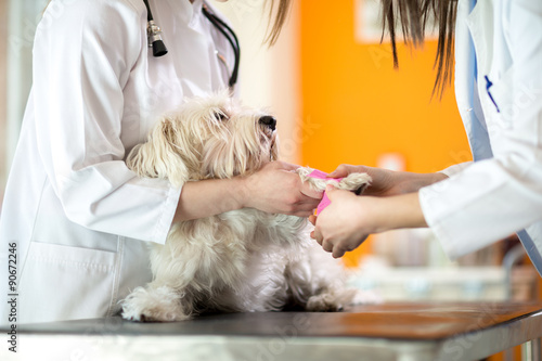 Bandaging hurt paw of Maltese dog