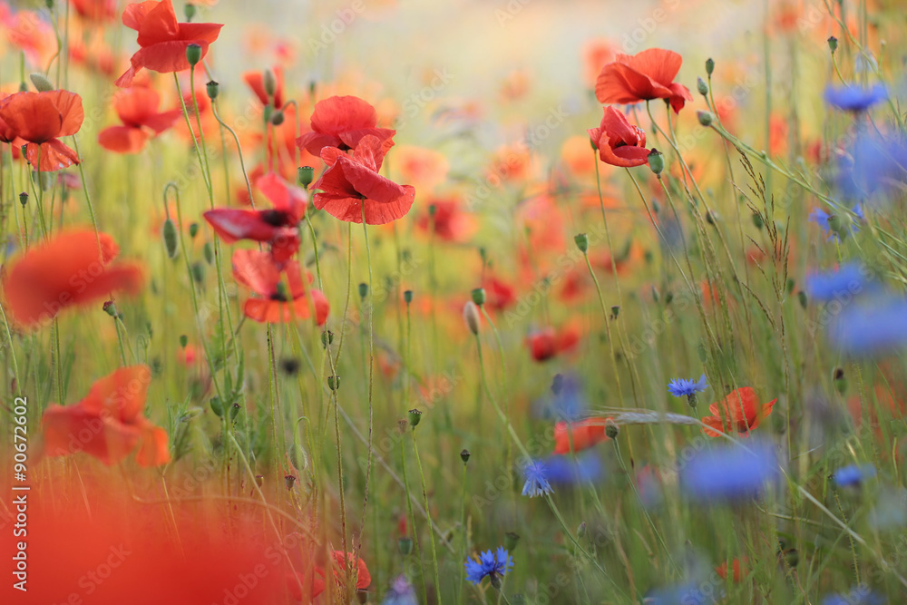 Obraz premium Wild flower meadow with poppies and Cornflowers 