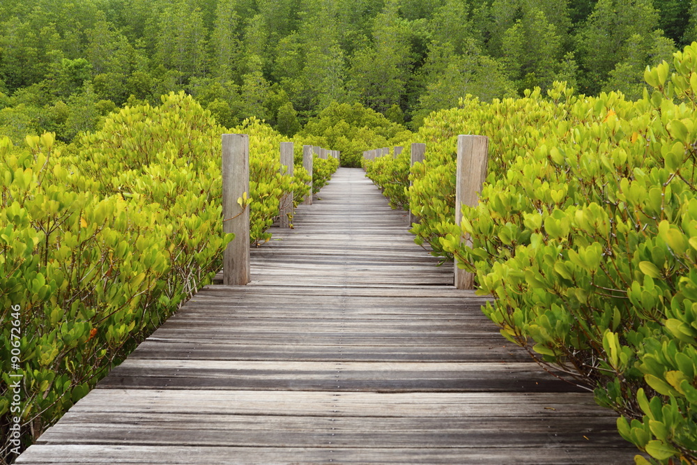 Obraz premium Walkway made from wood and mangrove field 