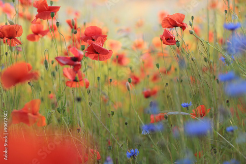 Wild flower meadow with poppies and Cornflowers 
