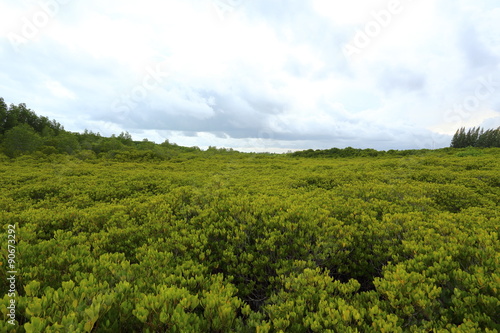 Mangrove trees of Prong Thong forest Thailand