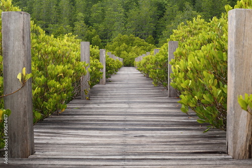 Walkway made from wood and mangrove field 