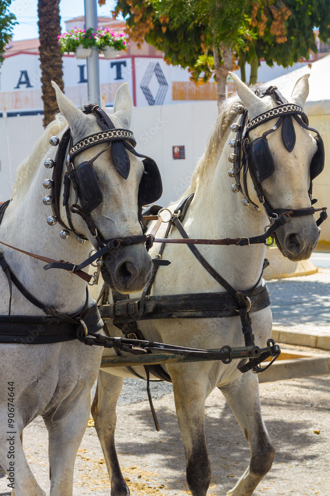 Andalusian horses with their preparations Andalusian horses with their preparations