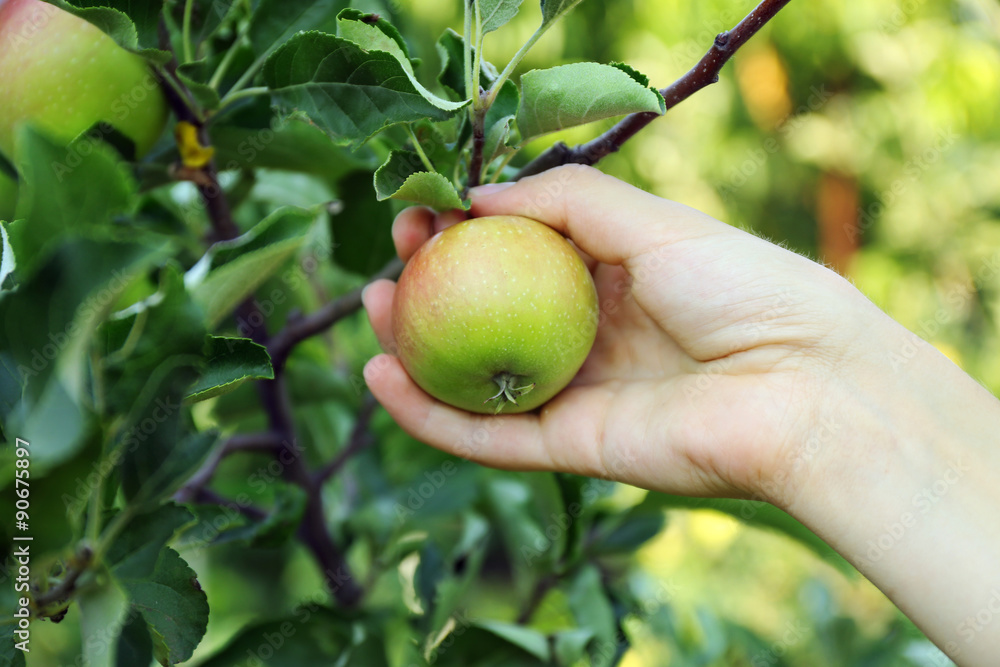 Female hand picking apple from tree Female hand picking apple from tree
