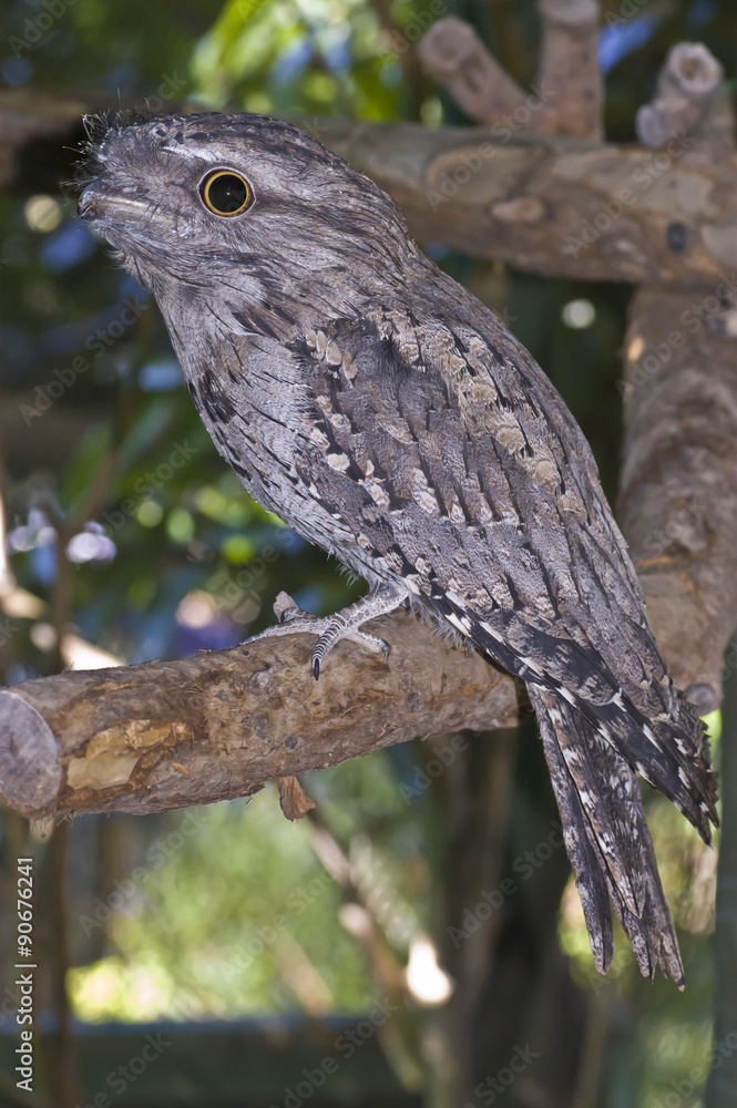 Tawny Frogmouth Owl Tawny Frogmouth Owl