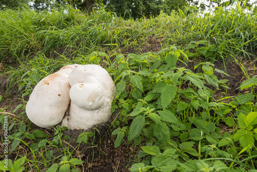 Giant puffball growing on the slope of a dike photo